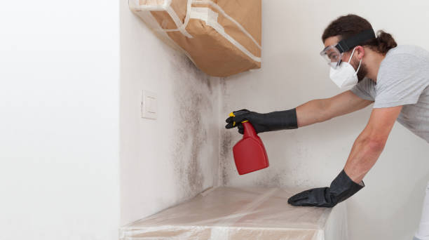 Professional Basement Mold Remediation technician working in Swampscott, MA