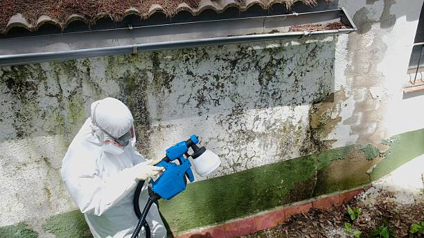 Trusted Basement Mold Remediation service in Swampscott, MA - Cheap Mold Removal